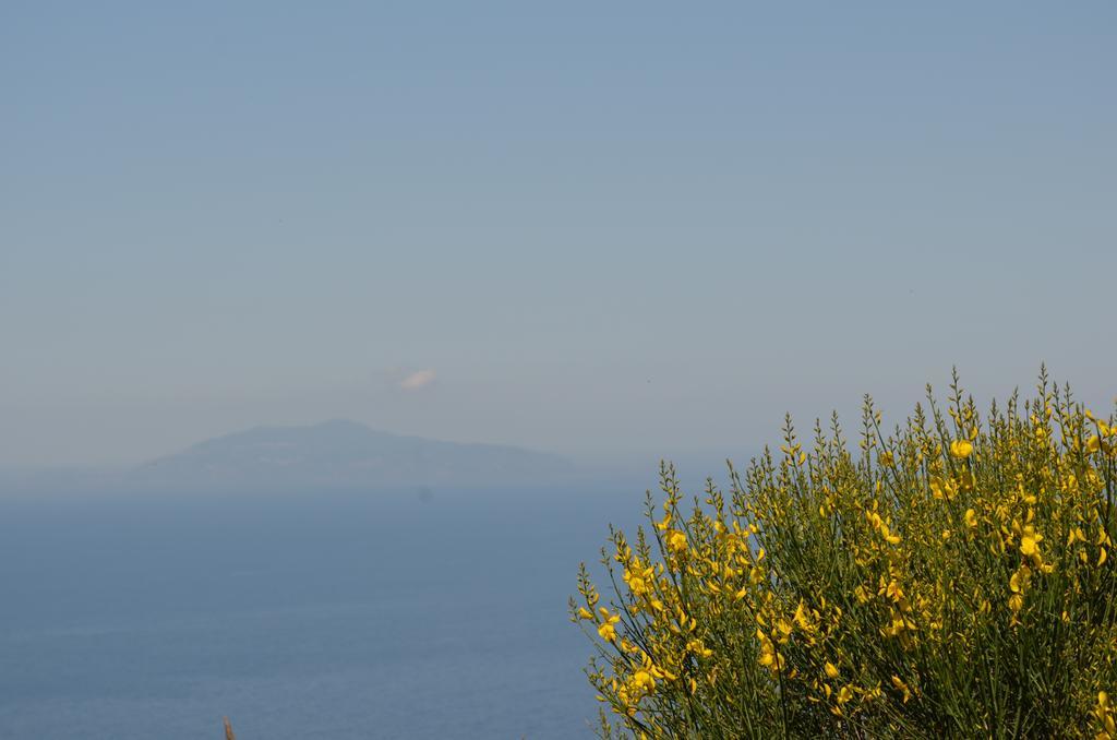 أناكابْري Le Ginestre Di Capri Bb & Holiday House المظهر الخارجي الصورة