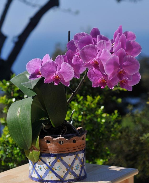 أناكابْري Le Ginestre Di Capri Bb & Holiday House الغرفة الصورة