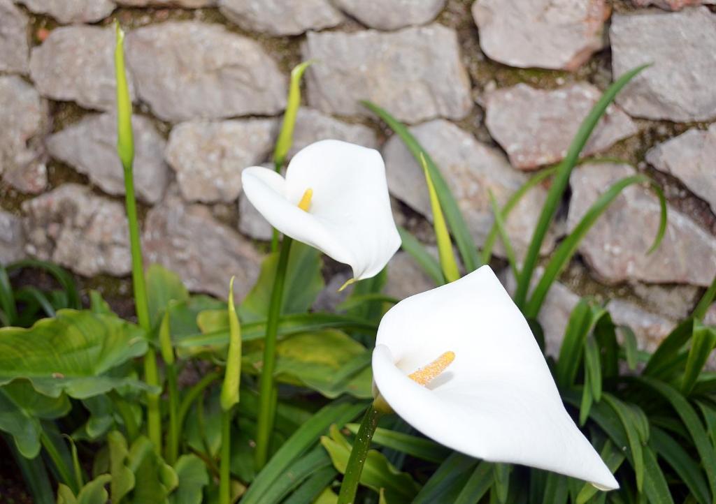 أناكابْري Le Ginestre Di Capri Bb & Holiday House الغرفة الصورة
